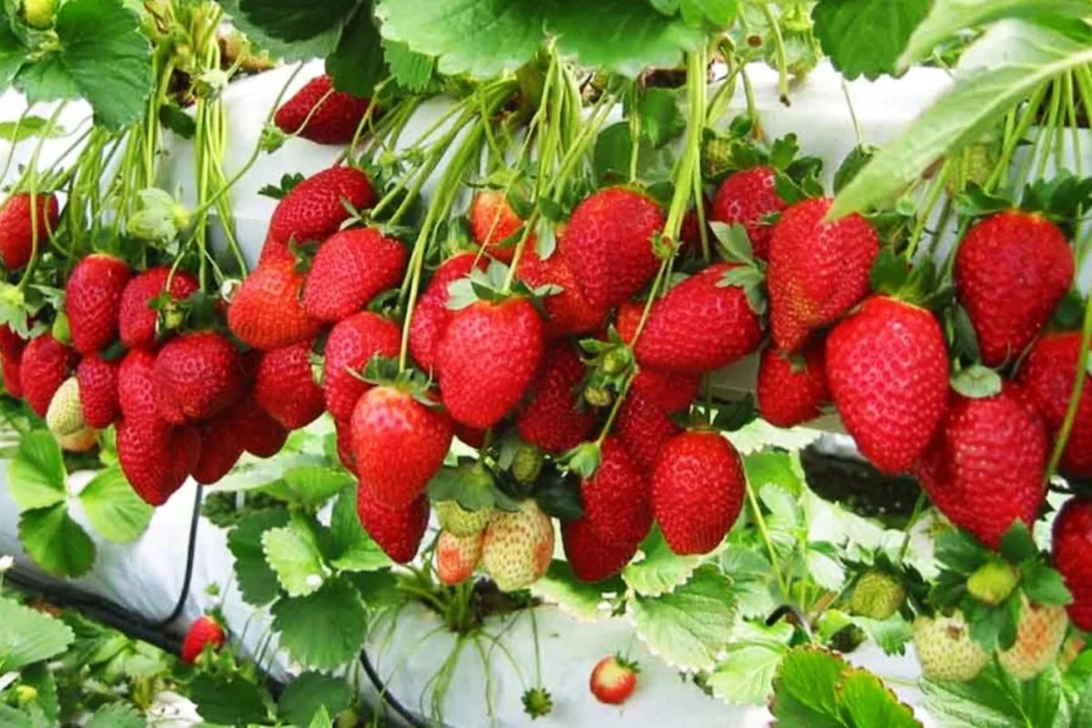 Fresh produce is part of Da Lat’s highland flavor