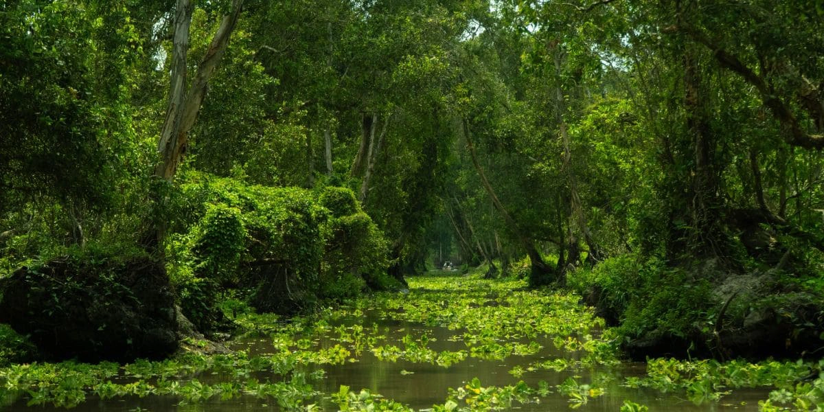 Tra Su flooded forest in green season