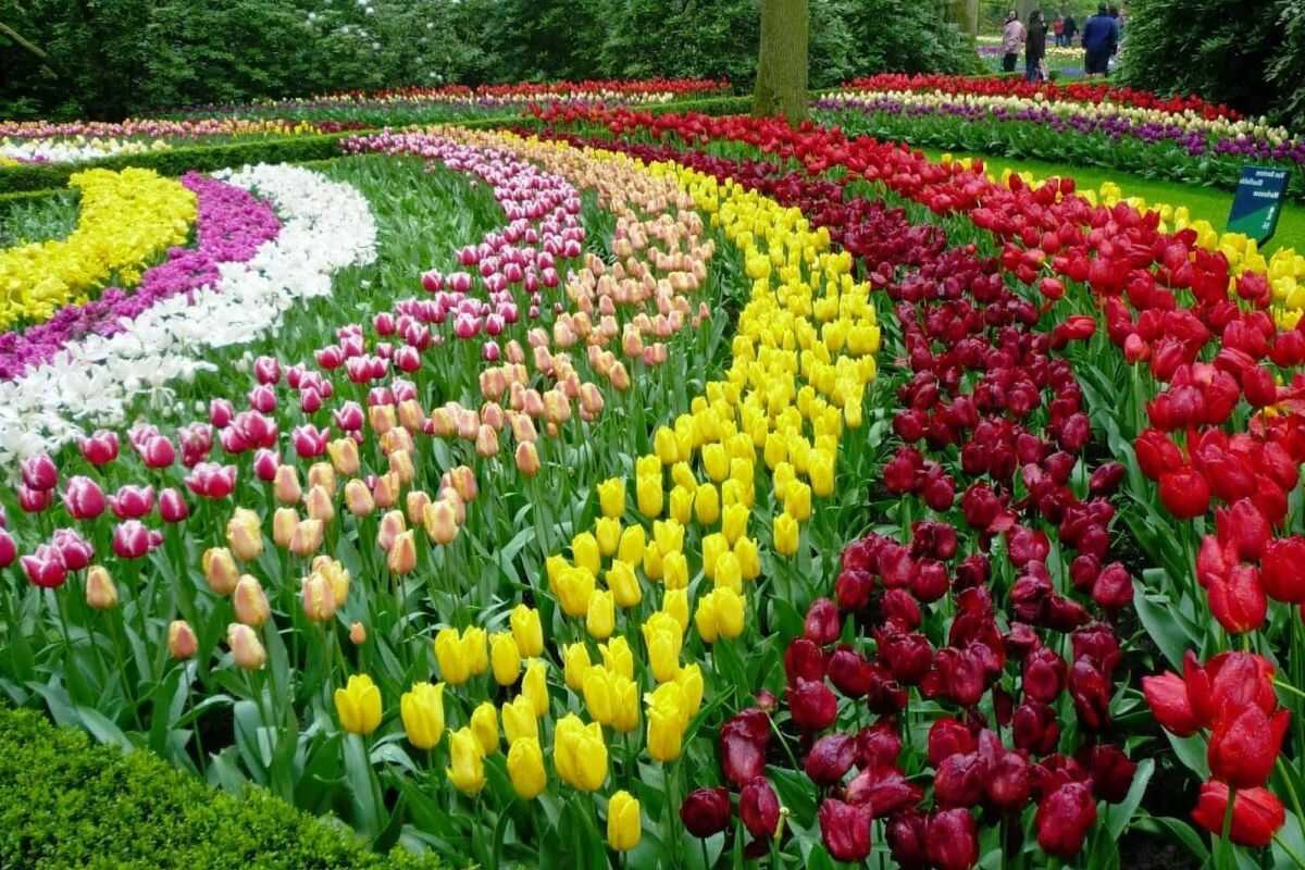 Da Lat is an ideal place for admiring flowers in Vietnam