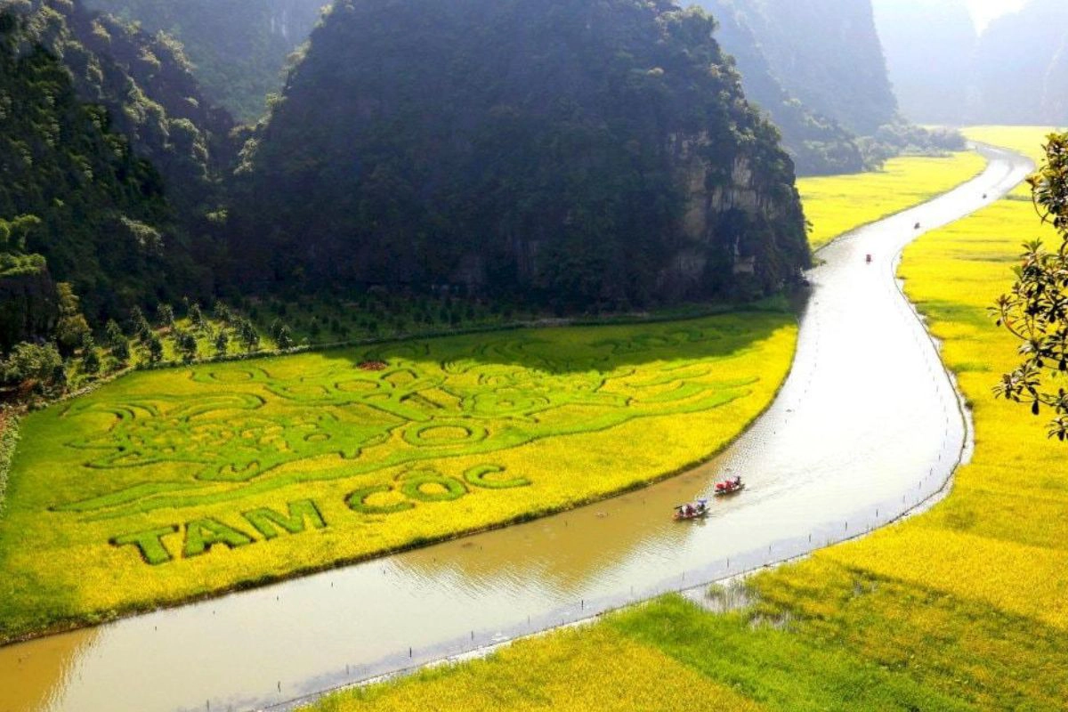 The golden rice fields in season at Tam Coc, Ninh Binh