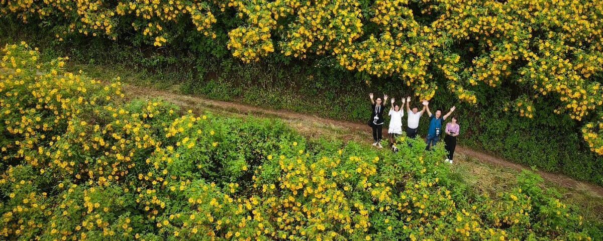 Central Highlands wild sunflowers