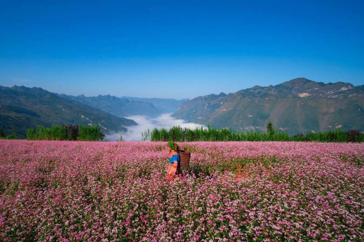 Ha Giang – Buckwheat Flower Paradise