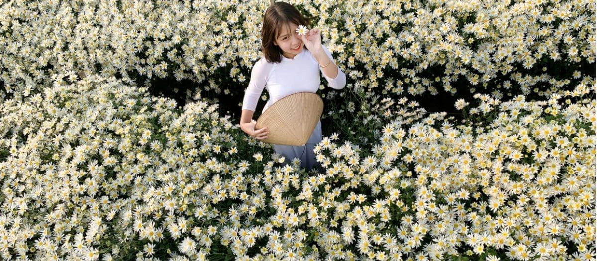 Hanoi white daisy season