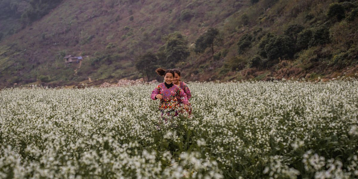 Moc Chau white rapeseed fields