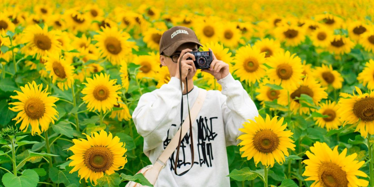 Nghe An sunflower field