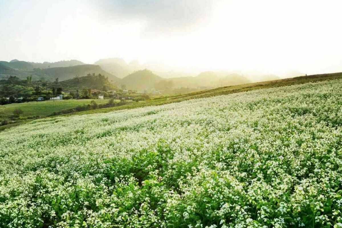November is one of the most beautiful months to witness Vietnam’s seasonal flowers