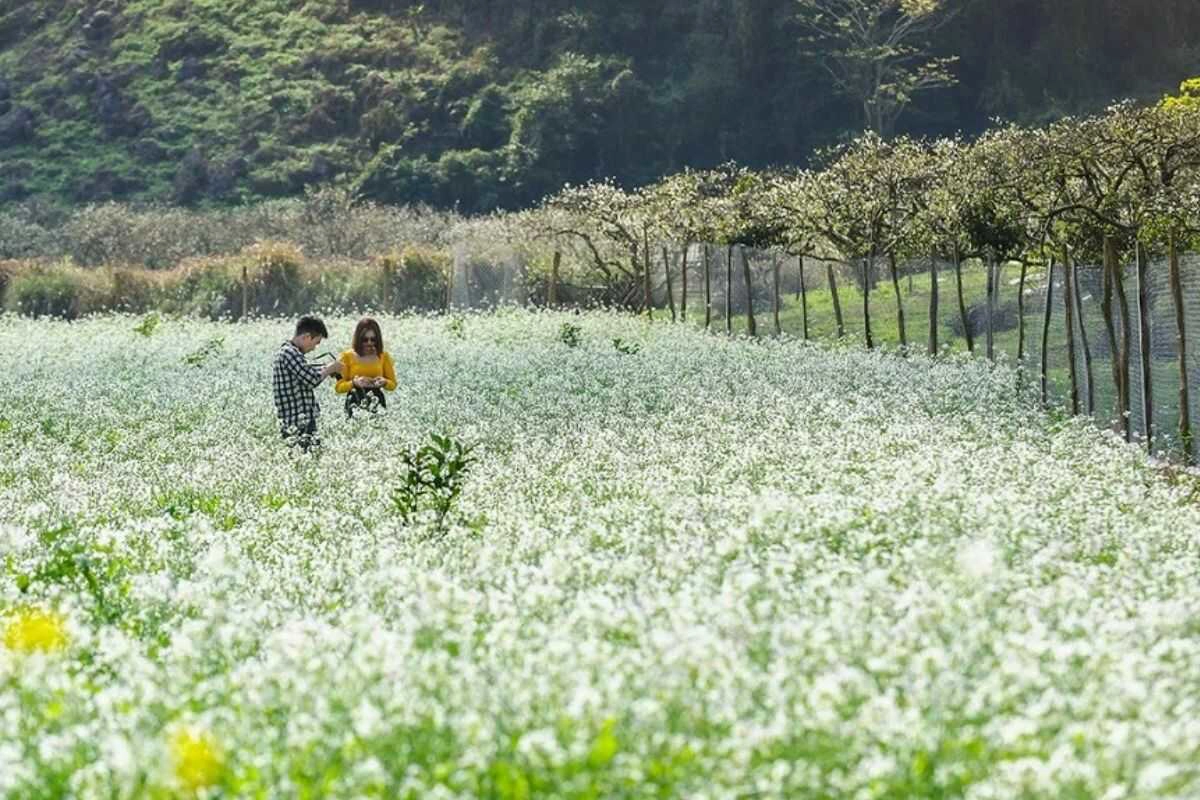 The rapeseed flower season "paints the mountains and forests white"