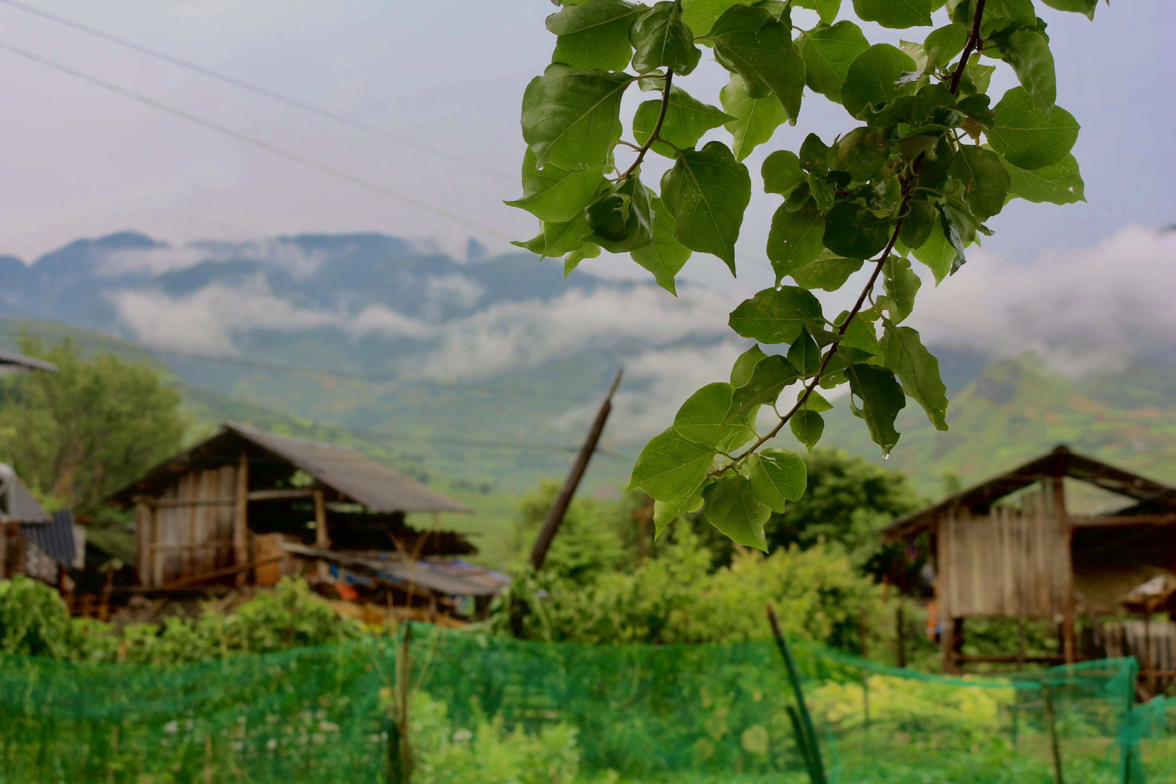 3N2D Tour | Colors of the Highlands in Mu Cang Chai Depart from Hanoi
