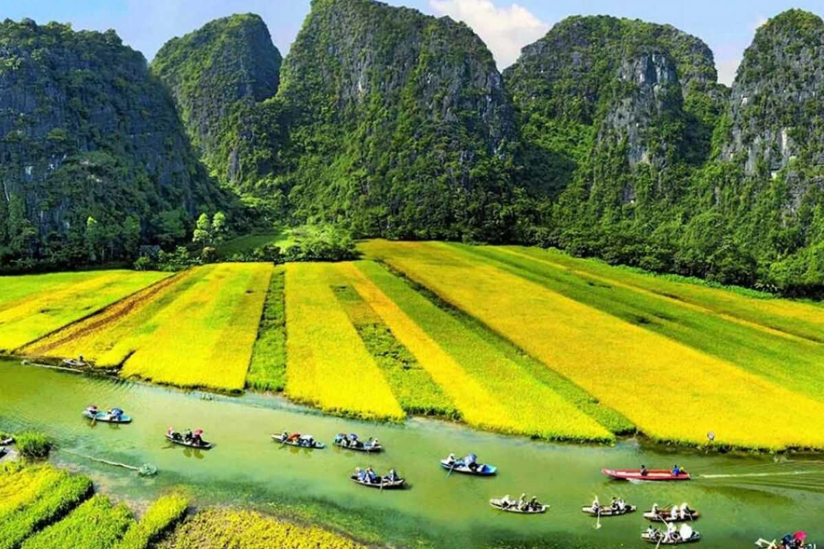 Ninh Binh’s rice fields glow green in May