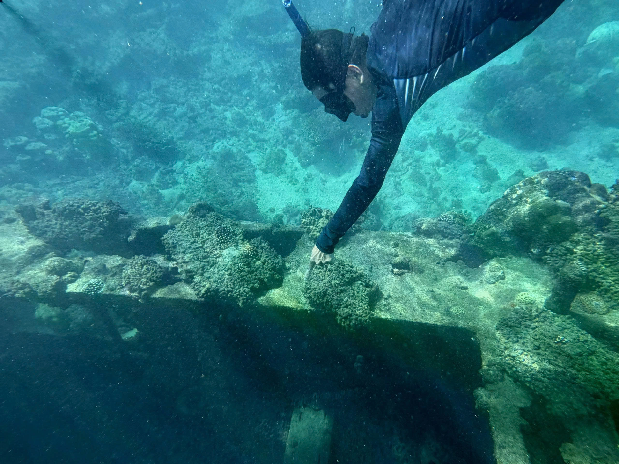 Half-day tour | Snorkeling & Exploring Turtle island in Con Dao