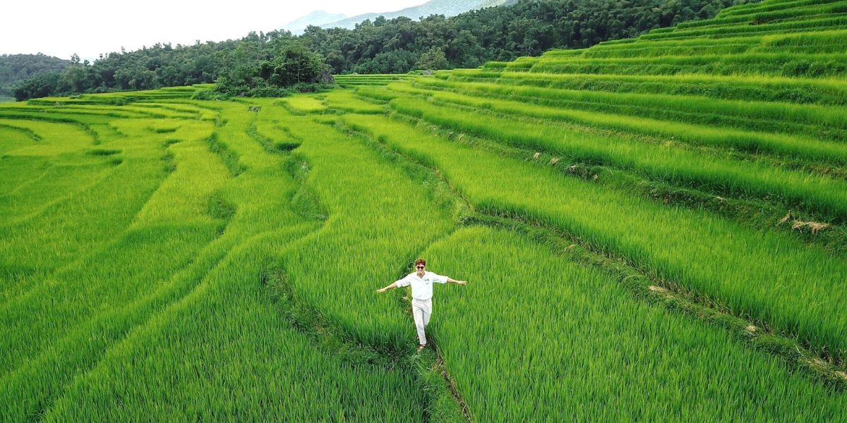 Pu Luong terraced rice fields
