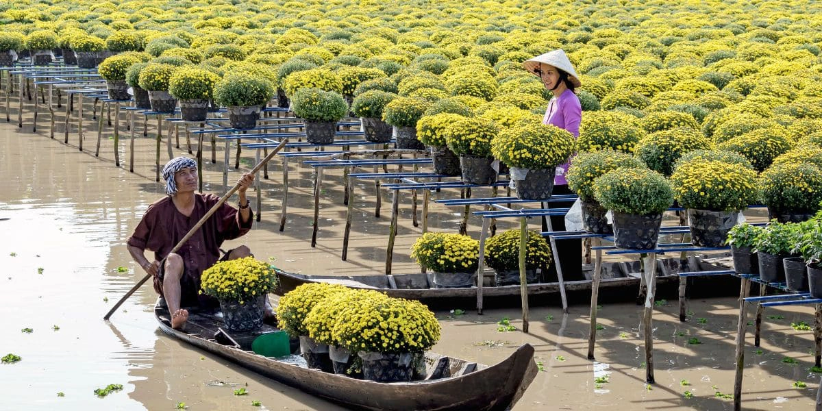 Sa Dec flower village blooms