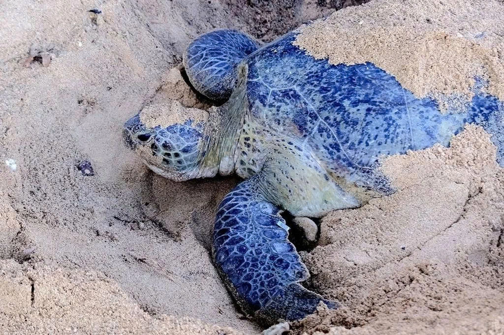 2D1N | Turtles Lay Eggs, release Baby Turtles and snorkeling in Con Dao