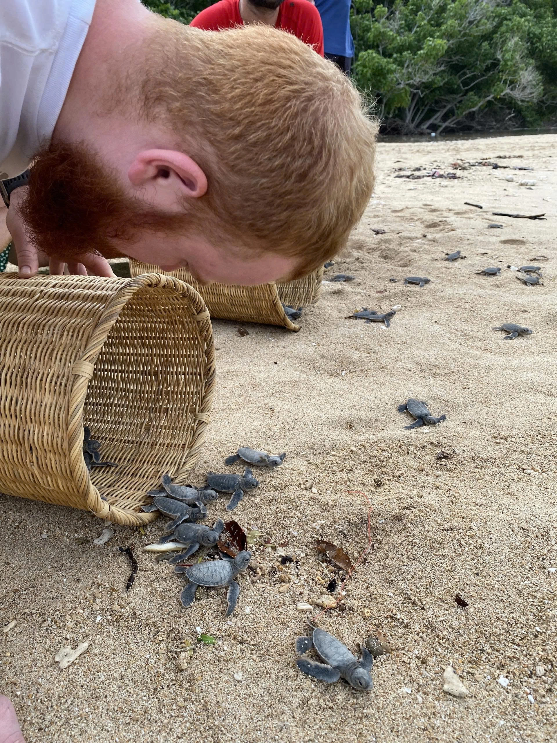 2D1N | Turtles Lay Eggs, release Baby Turtles and snorkeling in Con Dao