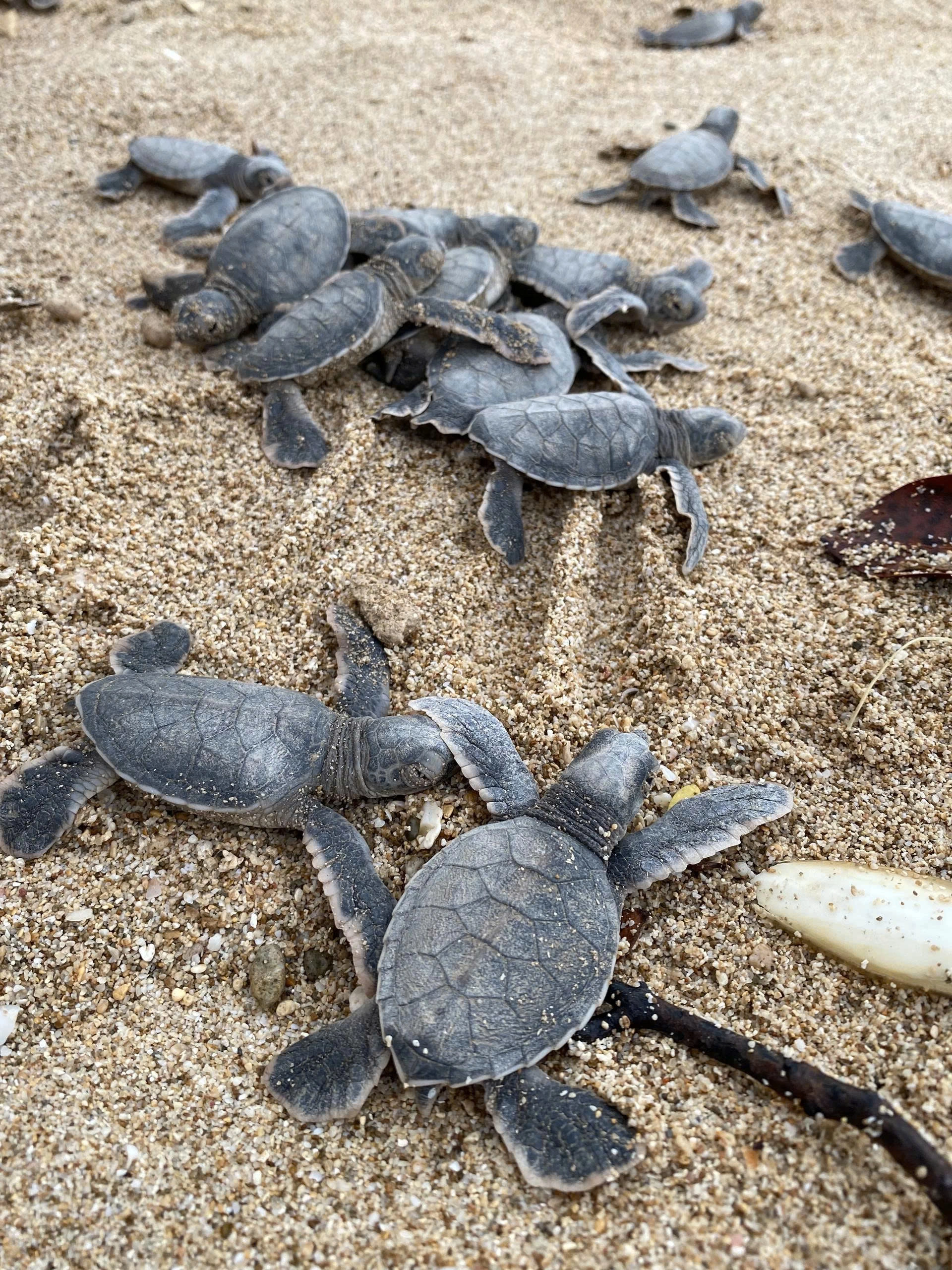 2D1N | Turtles Lay Eggs, release Baby Turtles and snorkeling in Con Dao