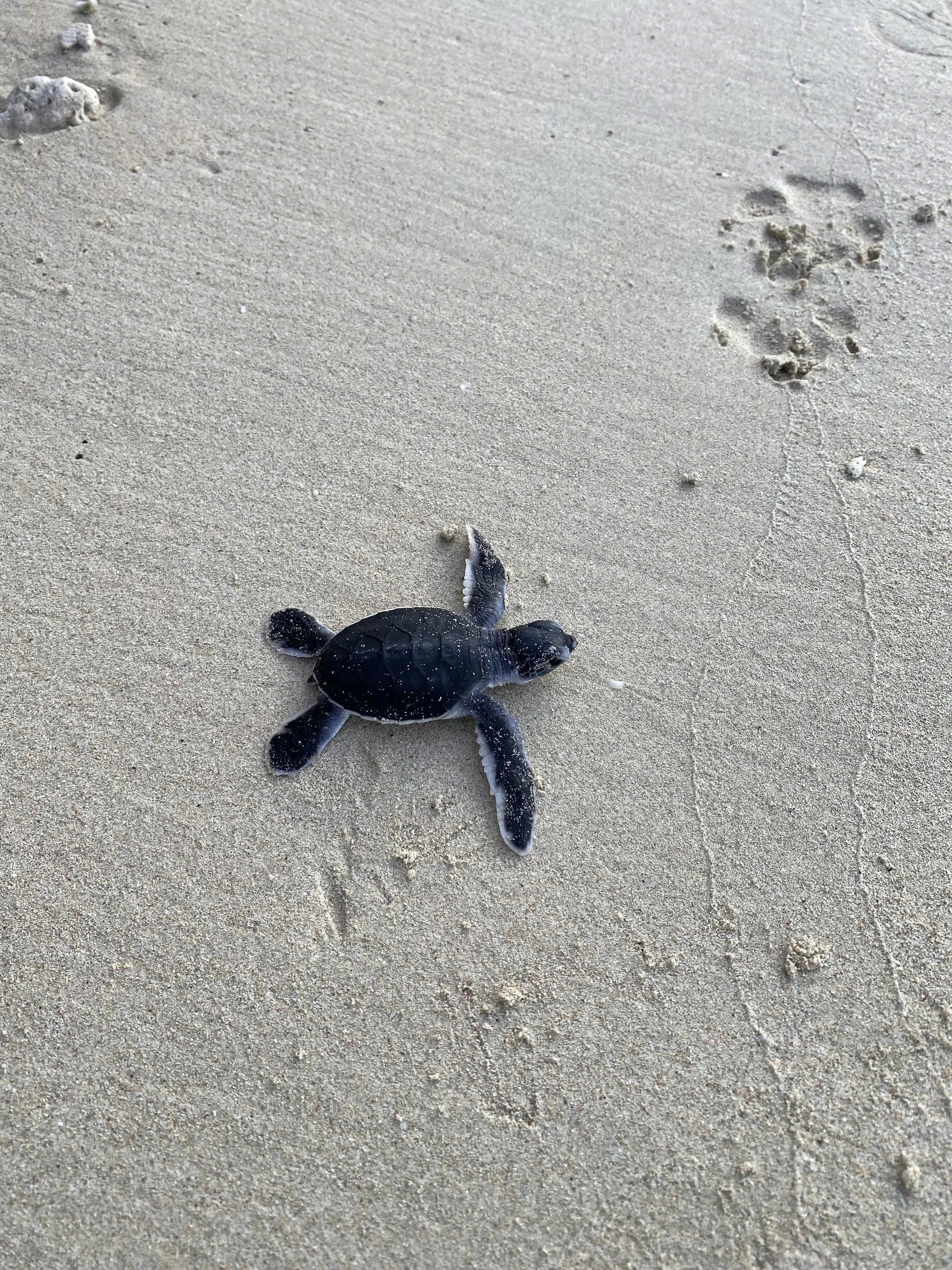 2D1N | Turtles Lay Eggs, release Baby Turtles and snorkeling in Con Dao