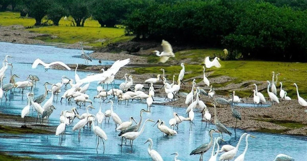 Con Noi Wetland Bird Sanctuary Kim Son Ninh Binh
