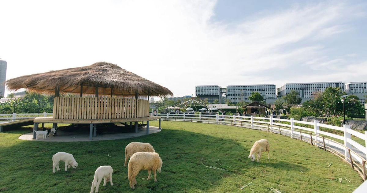 Dong Cuu Sheep Farm Gia Vien Lake Ninh Binh