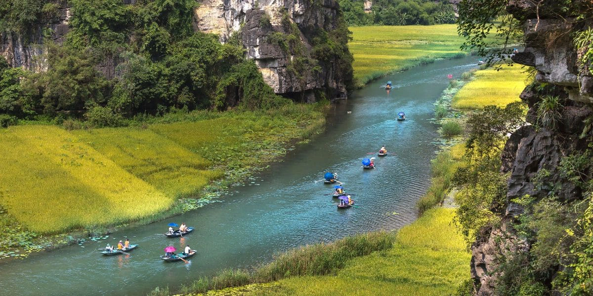 Golden rice fields along Ngo Dong River