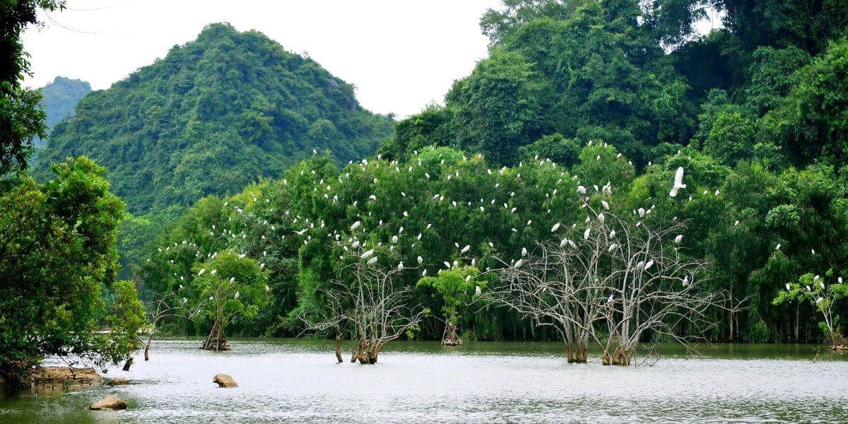 Thung Nham wild bird wetland