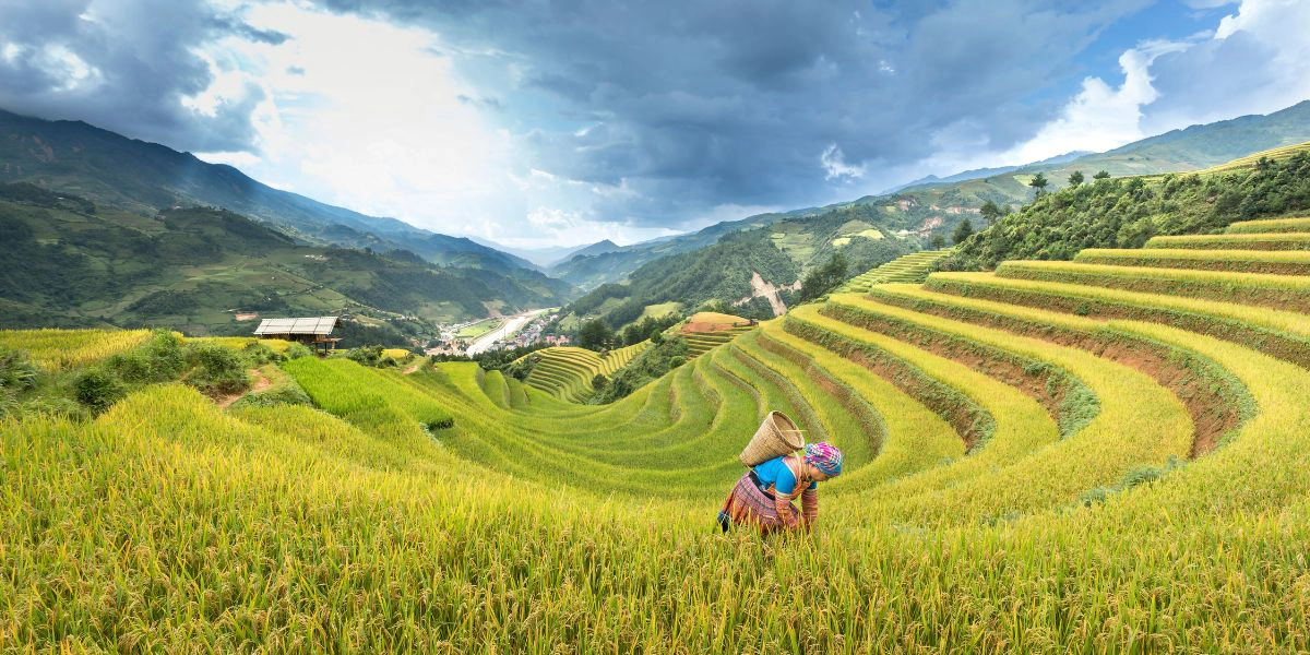 Mu Cang Chai golden rice valleys