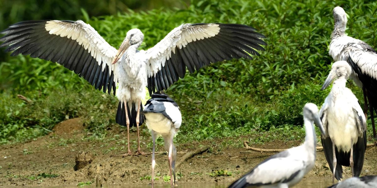 Thung Nham bird sanctuary