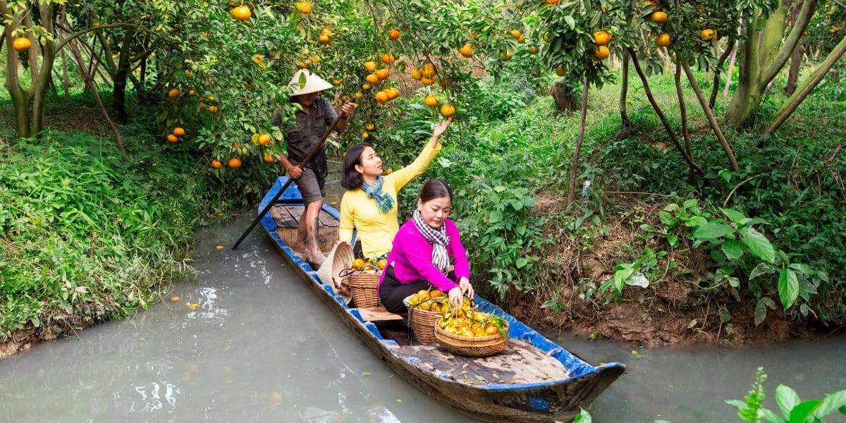 Tangerine orchard escape