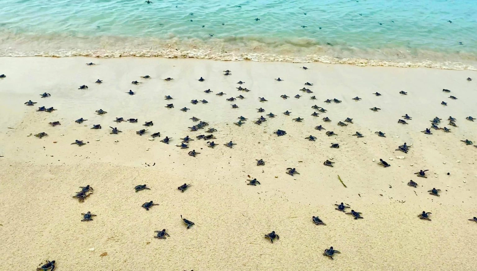 Half-day tour | Turtle release and Snorkeling In Con Dao Island