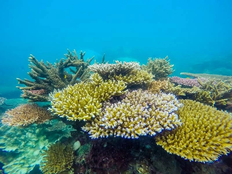 Half-day tour | Turtle release and Snorkeling In Con Dao Island