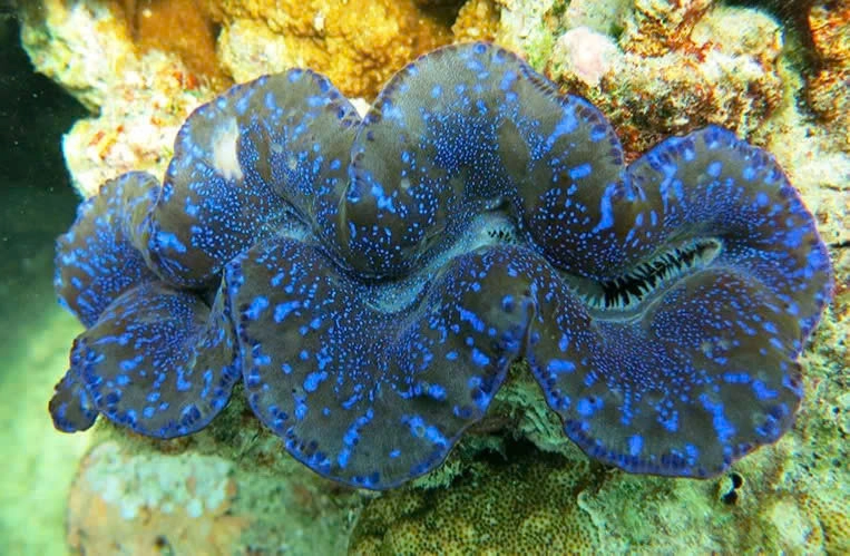 Half-day tour | Dam Tre Bay exploration & Snorkeling tour from Con Dao