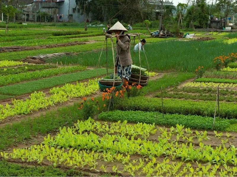 Hoi An Eco Enzyme Experience