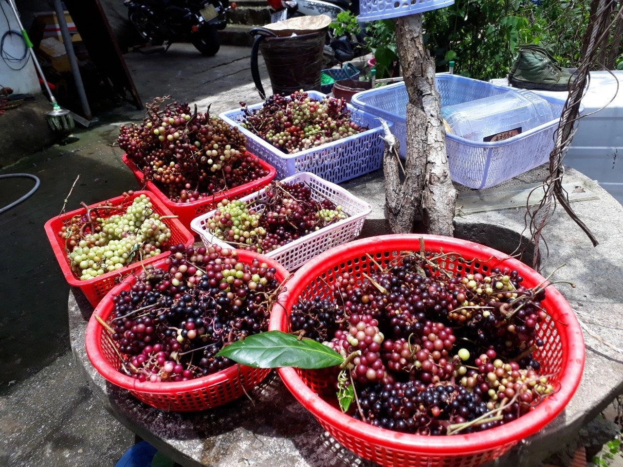 Half-day tour | Cycling Tour and Vegetarian Cooking Experience in Con Dao Island