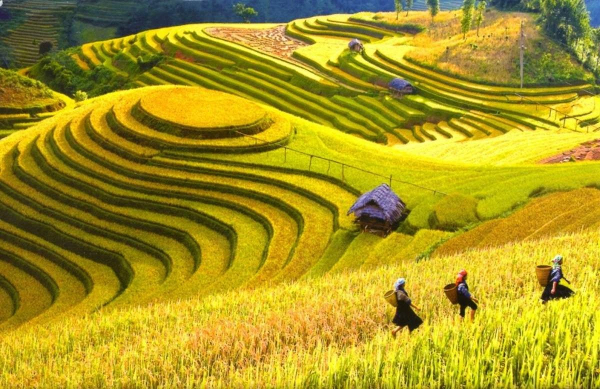 3D2N Tour | Mu Cang Chai Rice Terraces Adventure Depart from Hanoi