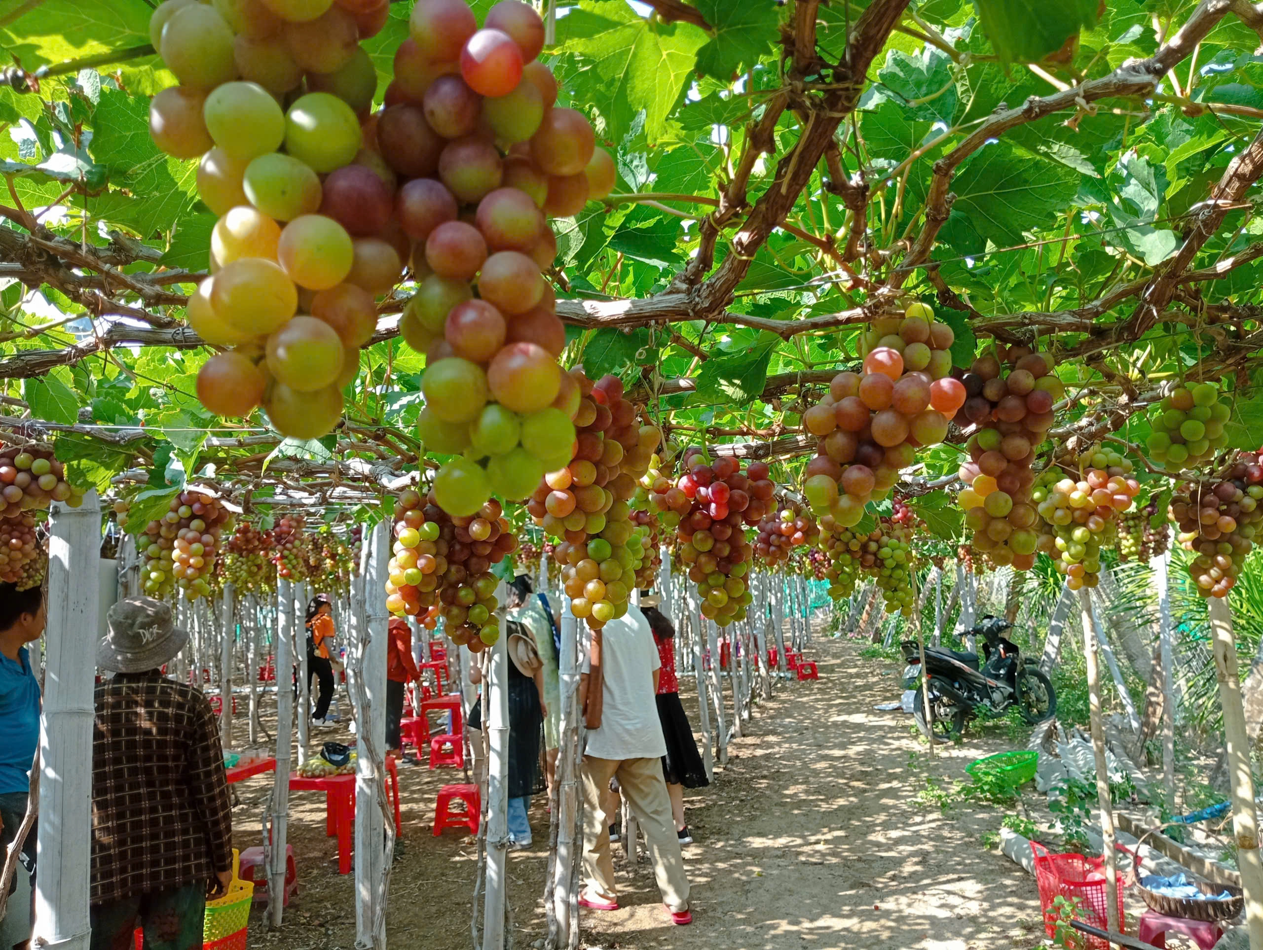 Day tour | Vinh Hy Bay discover from Ninh Thuan 