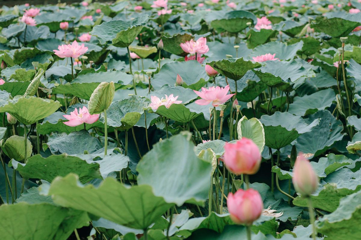 Bright pink lotus flowers blooming among green lily pads in the northern ponds