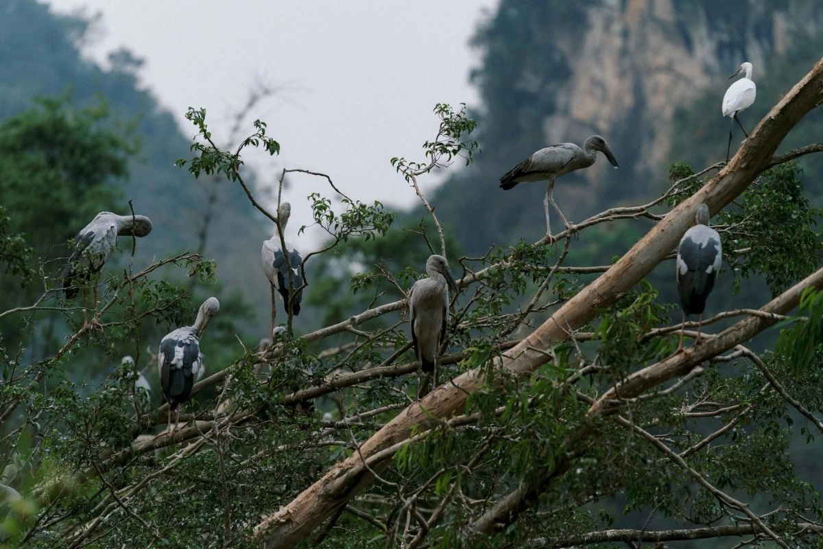 A Relaxing Thung Nham Bird Park Ninh Binh Itinerary