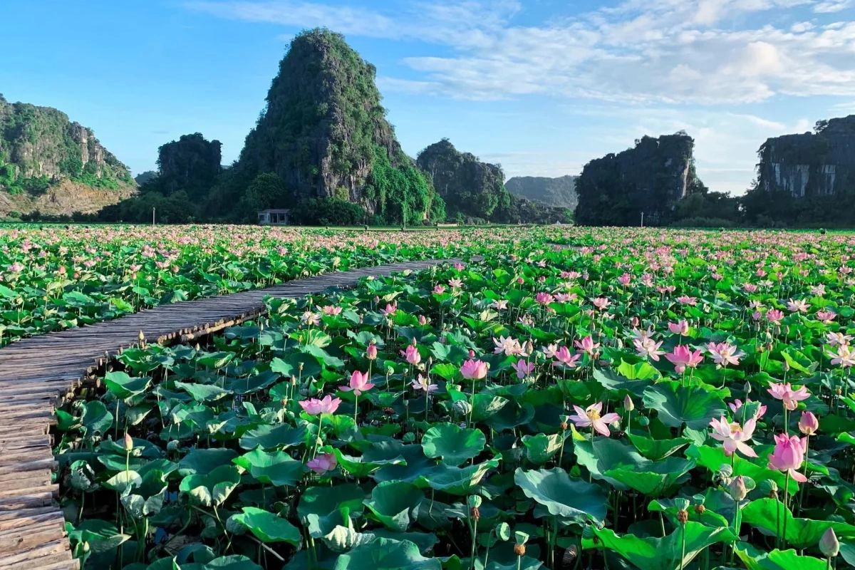 The wooden boardwalk over the blooming lotus pond