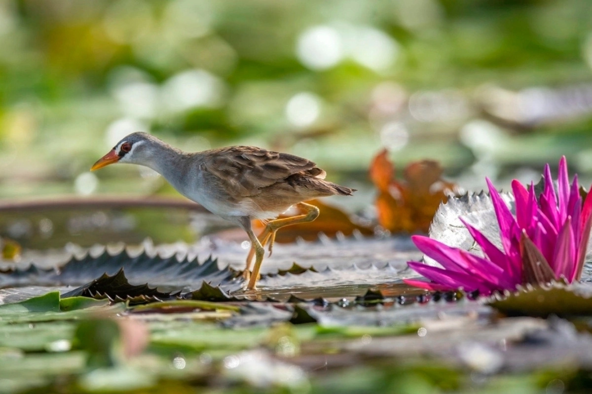Go birdwatching