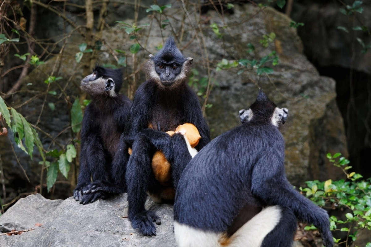 Van Long wetland scenery