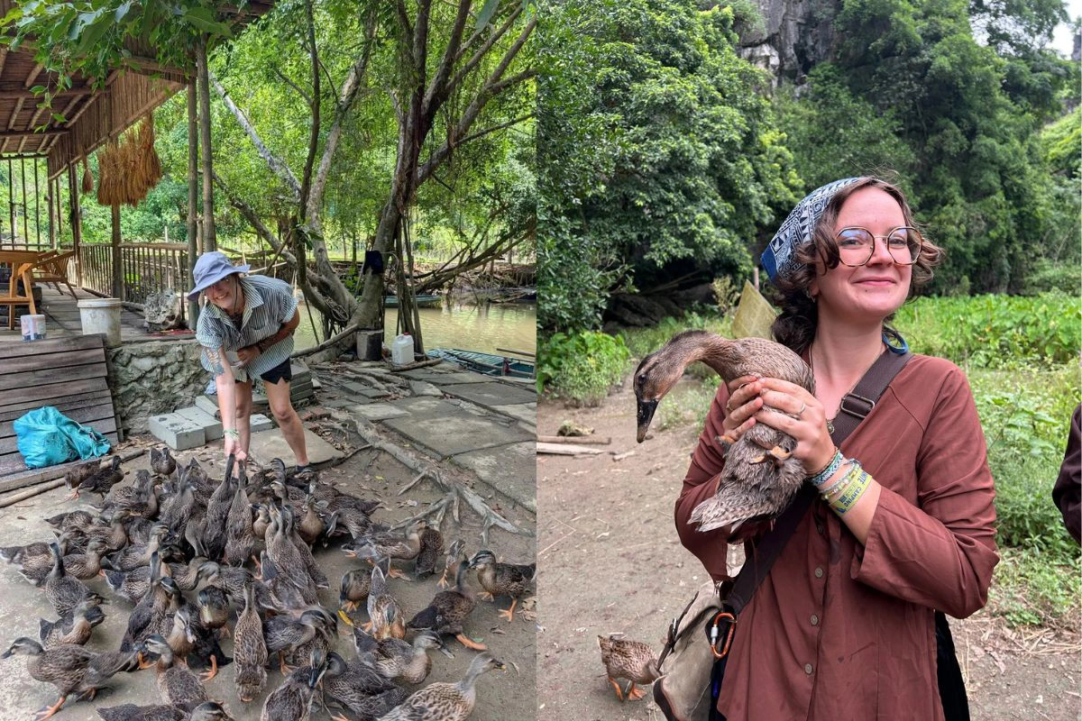 Feeding free range ducks with natural rice grains