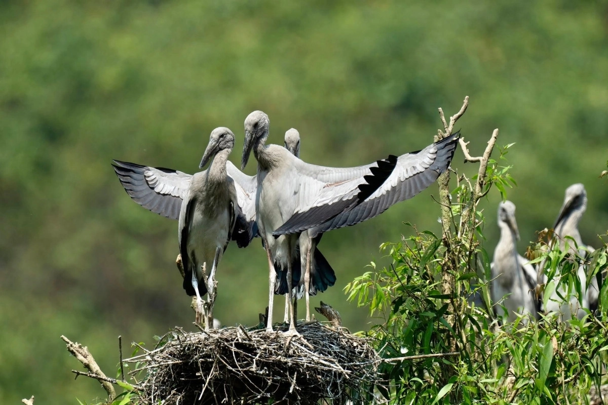Thung Nham Bird Park