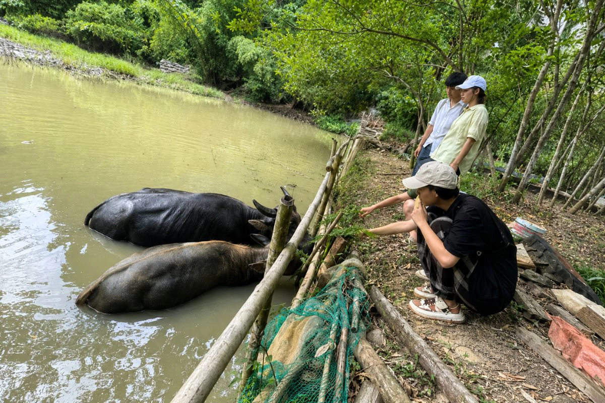 Various free range animals roaming the traditional farm