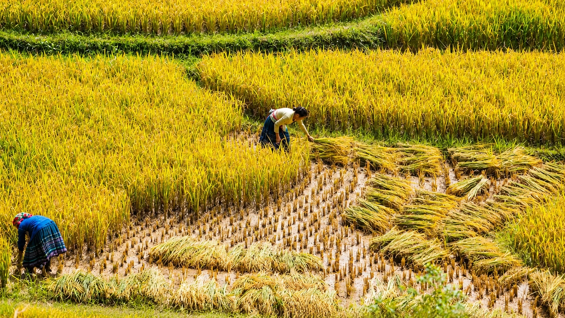 Private Tour | Incense Village, Hoa Lu Ancient Capital & Van Long Wetland from Hanoi